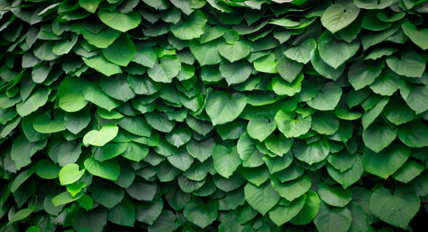 istock Background of Aristolochia Macrophylla leaves 893042106
