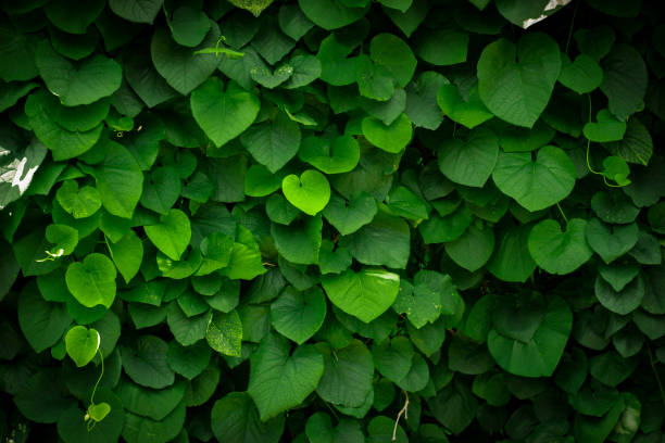 istock Background of Aristolochia Macrophylla leaves 893042182