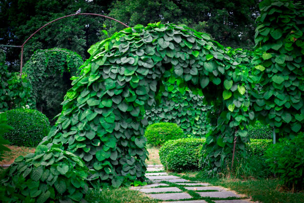 istock Background of Aristolochia Macrophylla leaves 893042294