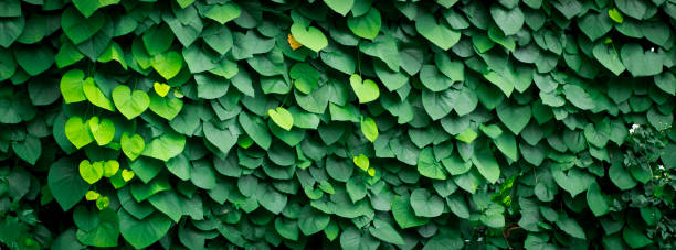 istock Background of Aristolochia Macrophylla leaves 893042416