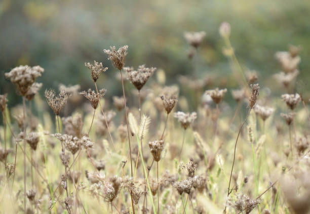 草原の秋 - golden daisy ストックフォトと画像