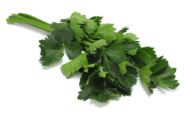 istock celery leaf isolated on white background. Celery isolated on white. Healthy food 893058028