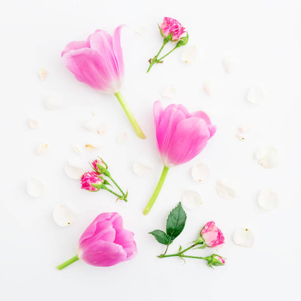 istock Tulip flowers. Flat lay, Top view 893058296