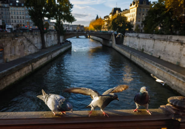 istock Birds in Paris. View from Pont au Double 893065606