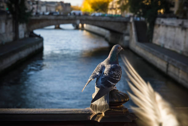 istock Birds in Paris. View from Pont au Double 893065908
