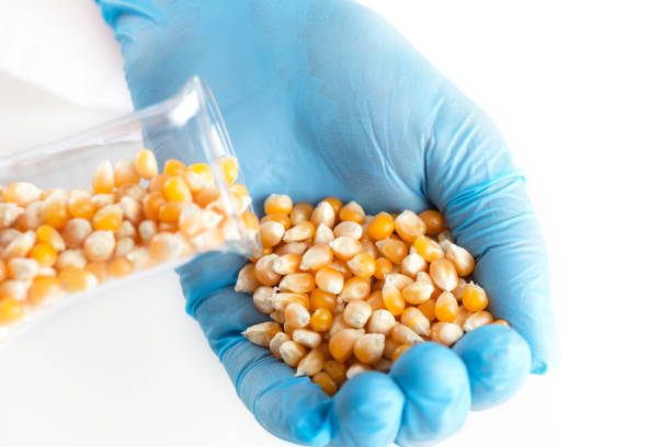 GMO Scientist with blue gloves and lab coat is holding a flask full of corn which pours corn into other hand. Corn Seed Coating Agent stock pictures, royalty-free photos & images