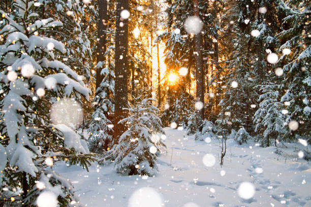 istock winter landscape with forest and sunset 893071060
