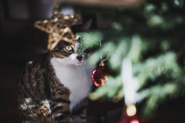 Tabby cat beside a christmas tree stock photo