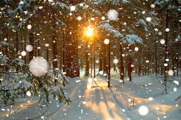 istock winter landscape with forest and sunset 893071310