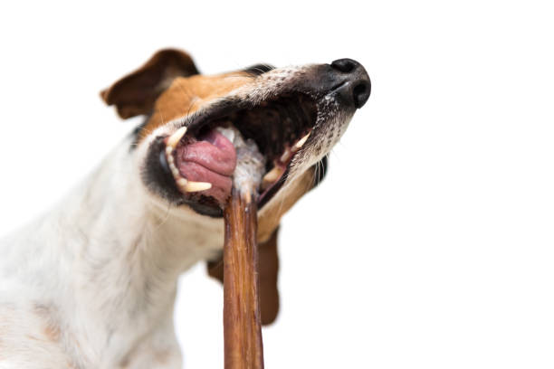 jack russell terrier - niedlichen kleinen hund frisst und kaut mit genuss - auf weißen hintergrund isoliert - medical texts stock-fotos und bilder