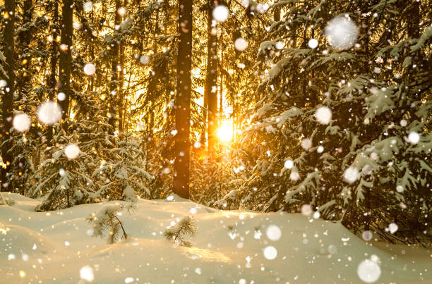 istock winter landscape with forest and sunset 893071632