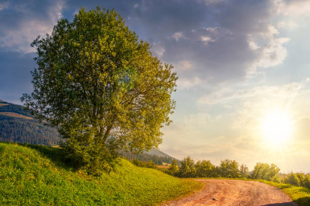 istock tree on grassy hillside by the road at sunset 893071640