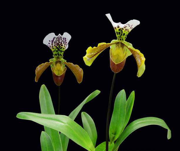 istock Orchids Paphiopedilum Gratrixianum 893078224