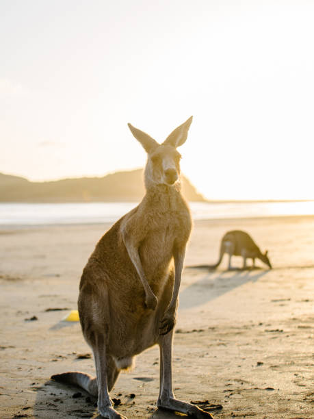 istock cockatoo in queensland, australia 893081272