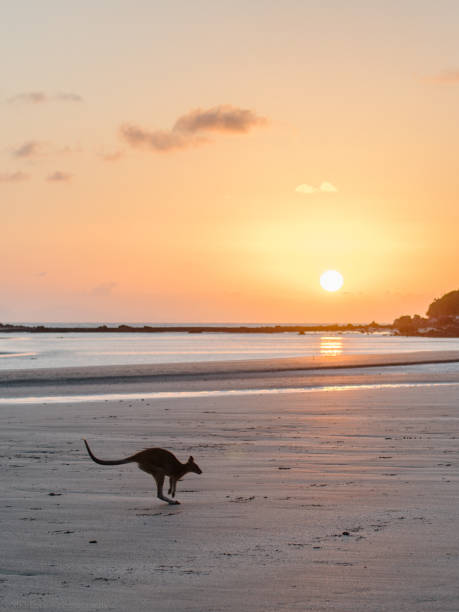 istock cockatoo in queensland, australia 893081754