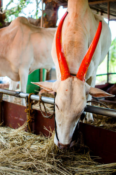 оксен буллок привязали к веревке в коровьей тени - ayrshire cattle стоковые фото и изображения