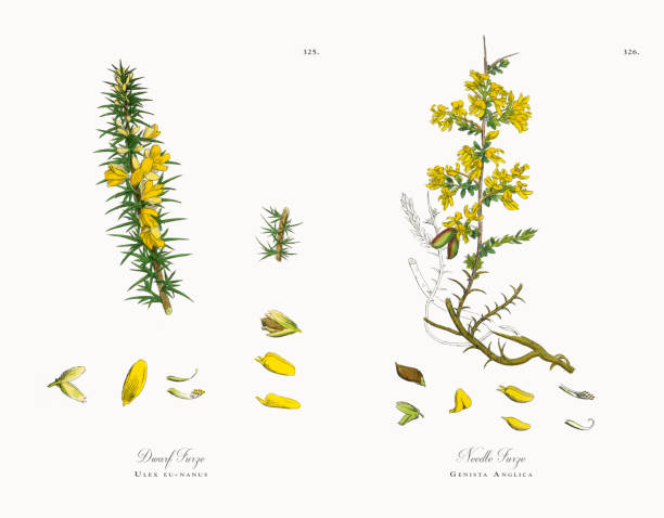 Dwarf Furze, Ulex eu-nanus, Victorian Botanical Illustration, 1863 Very Rare, Beautifully Illustrated Antique Engraved and Hand Colored Victorian Botanical Illustration of Dwarf Furze, Ulex eu-nanus, 1863 Plants. Plate 325, Published in 1863. Source: Original edition from my own archives. Copyright has expired on this artwork. Digitally restored. furze or gorse ulex europaeus stock illustrations