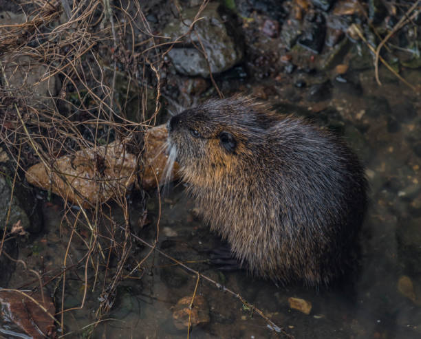 istock Coypu eating bread in winter river 893082362