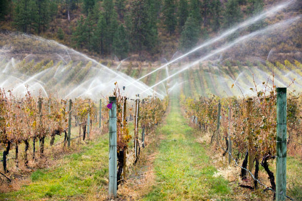 istock Irrigation Sprinkler Merlot Vineyard Okanagan Valley 893082490