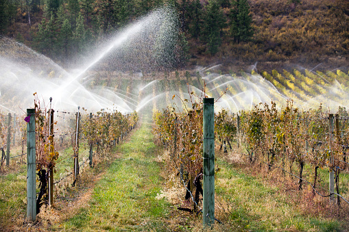 Irrigation sprinklers watering an organic merlot vineyard at a winery located on the Black Sage Bench in the Okanagan Valley near Oliver, British Columbia, Canada.