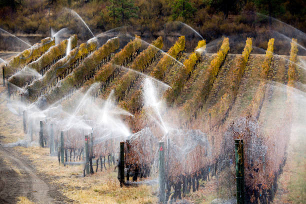 istock Irrigation Sprinkler Merlot Vineyard Okanagan Valley 893082584