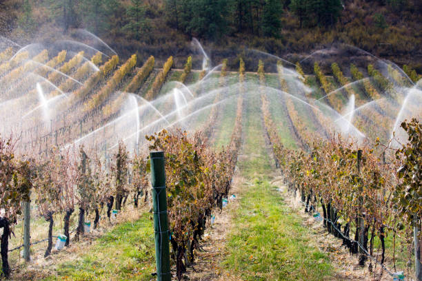 istock Irrigation Sprinkler Merlot Vineyard Okanagan Valley 893082634