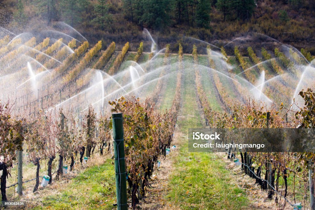 Irrigation Sprinkler Merlot Vineyard Okanagan Valley Irrigation sprinklers watering an organic merlot vineyard at a winery located on the Black Sage Bench in the Okanagan Valley near Oliver, British Columbia, Canada. Agricultural Equipment Stock Photo