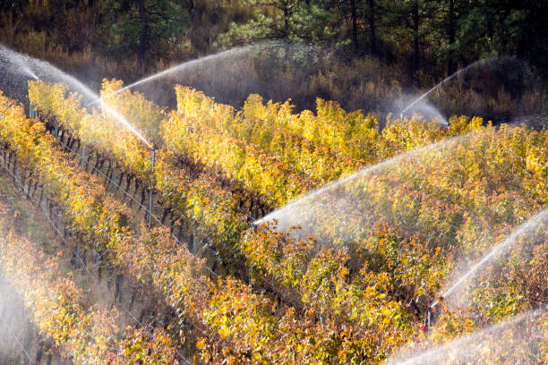 istock Irrigation Sprinkler Merlot Vineyard Okanagan Valley 893082674