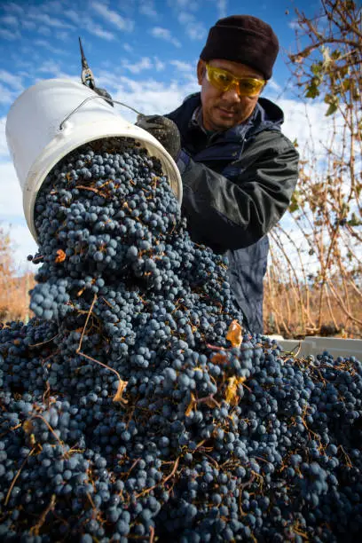 Immigrant farm worker harvesting cabernet franc grapes in the Okanagan Valley, British Columbia, Canada.