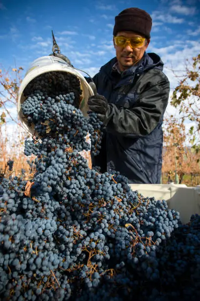 Immigrant farm worker harvesting cabernet franc grapes in the Okanagan Valley, British Columbia, Canada.