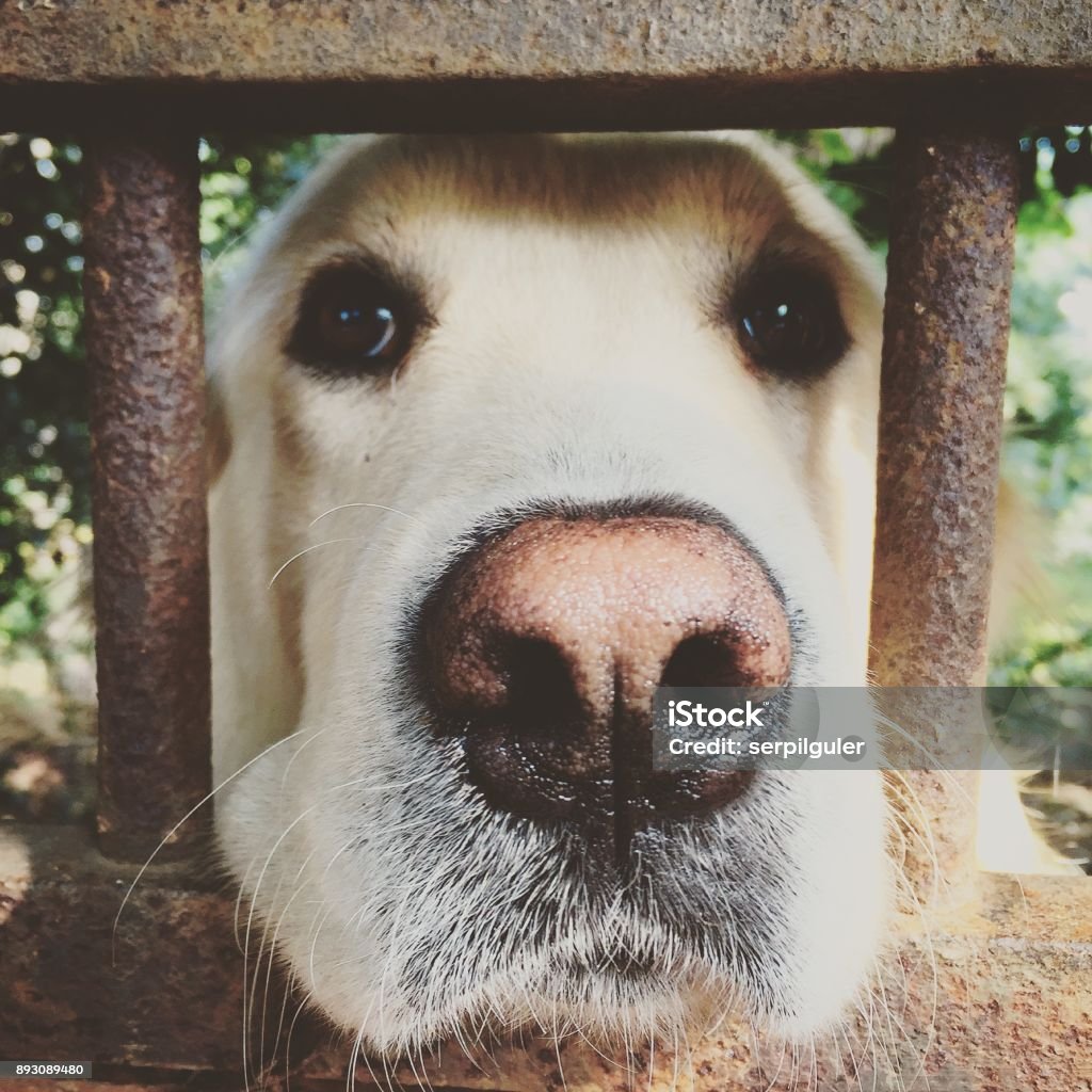 I'm the dog here... Dog behind fence, Golden Retriever Animal Stock Photo