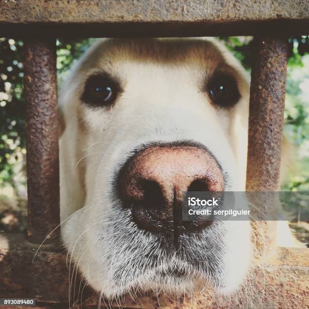 Im The Dog Here Stock Photo - Download Image Now - Animal, Animal Body Part, Animal Eye