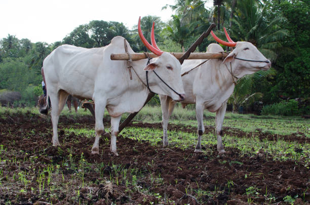 istock Ploughing of field by traditional method using Oxens or bullocks and a plough 893089550