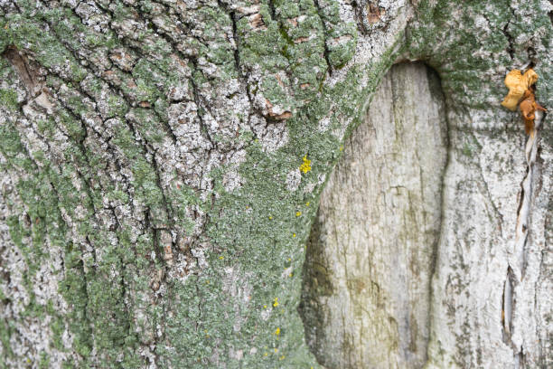 istock The texture of the tree bark. Trees of Central Russia. 893089570
