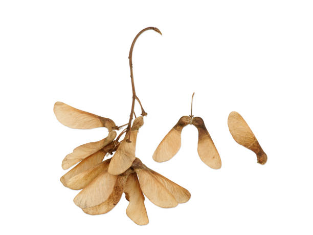 istock Sprigs with leaves close-up on white isolated background 893101812