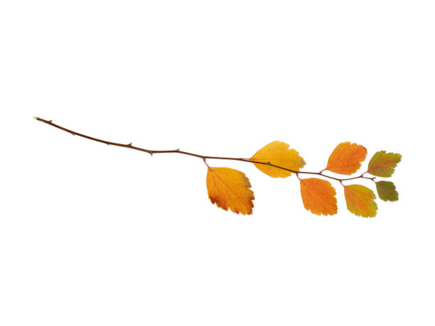 istock A small twig lies horizontally on a white isolated background 893102314