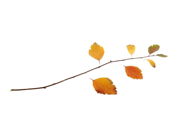 istock A small twig lies horizontally close-up on a white isolated background 893102358