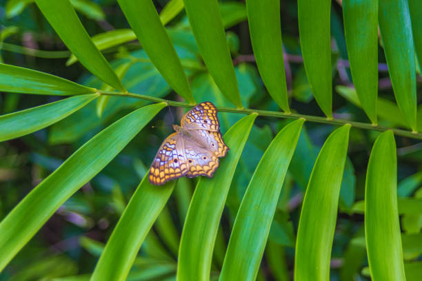 Close-up Bright butterfly on green leaves. Natural background, texture