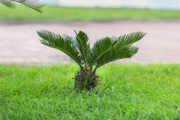 istock true sago palm on the lawn 893107144