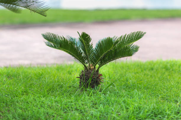 istock true sago palm on the lawn 893107270