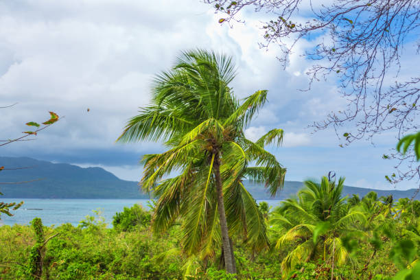 istock Tropical garden with palm trees 893107810