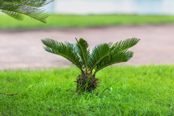 true sago palm on the lawn small true sago palm on the green lawn geta sandal photos stock pictures, royalty-free photos & images