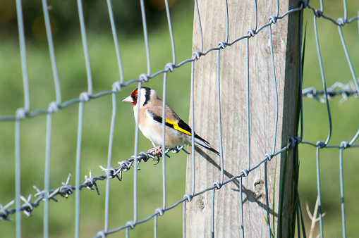 A Goldfinch perches on the barbed-wire of a fence