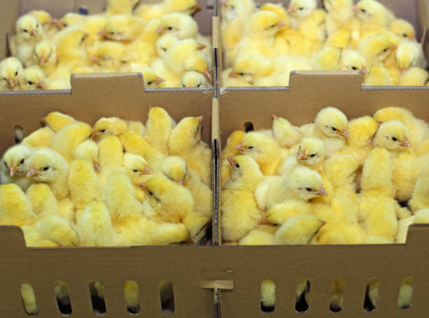 pollo bebé en incubadora granja - animal egg incubator equipment horizontal fotografías e imágenes de stock
