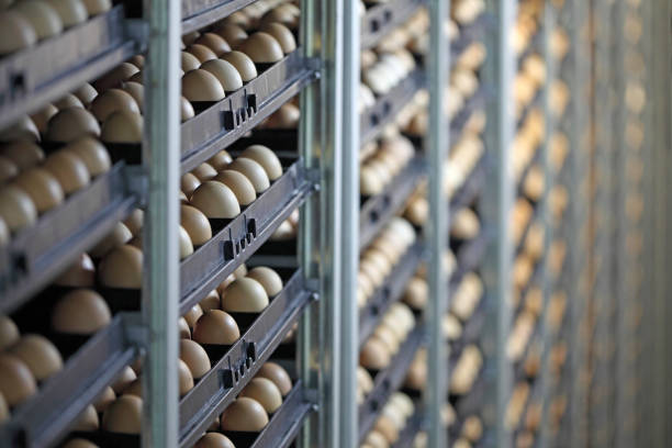 Chicken eggs Chicken eggs in incubator hatchery stock pictures, royalty-free photos & images