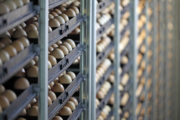 chicken eggs - chicken hatchery imagens e fotografias de stock