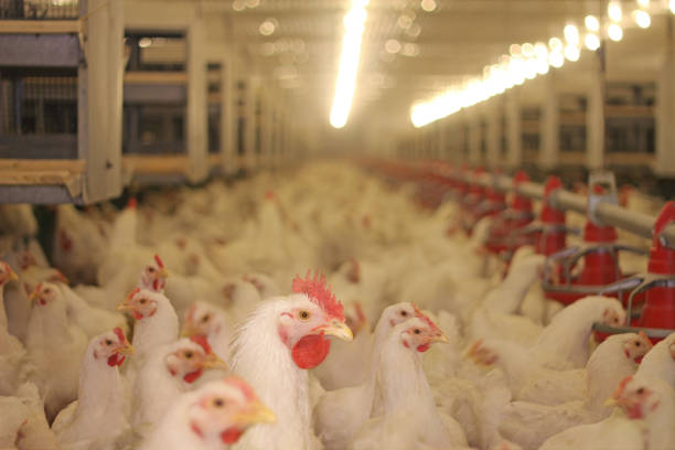 chicken farm - artificial wing fotos stock-fotos und bilder