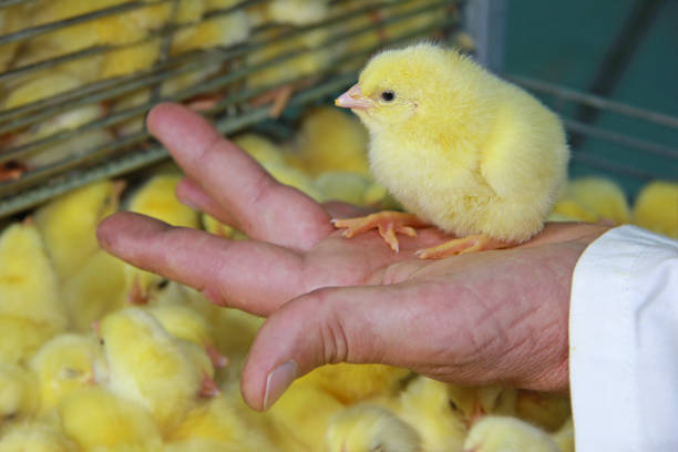 chick on hand - chicken hatchery imagens e fotografias de stock