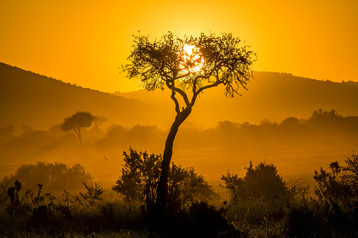 Acacia tree at Dramatic Sunrise in Masai Mara - backlit and Topi Anteleope with Safari Vehicle