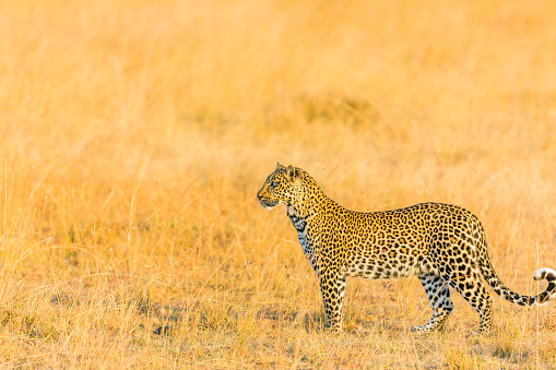 A cheetah looking for prey.